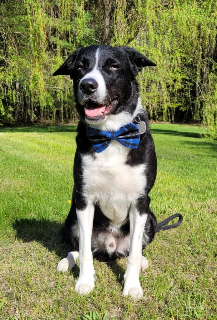 Team member Atlas Douglas- CEO (Canine Engagement Officer)