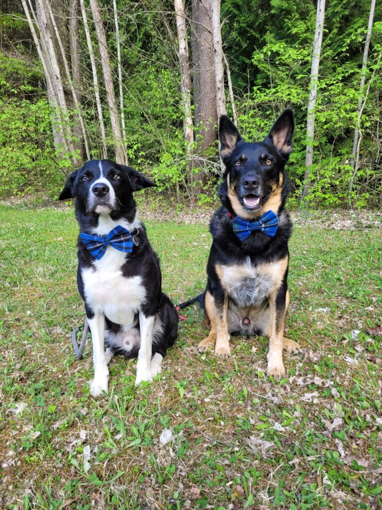 Team members Atlas Douglas- CEO (Canine Engagement Officer) and Maverick Eastman- CFO (Canine Fetching Officer)