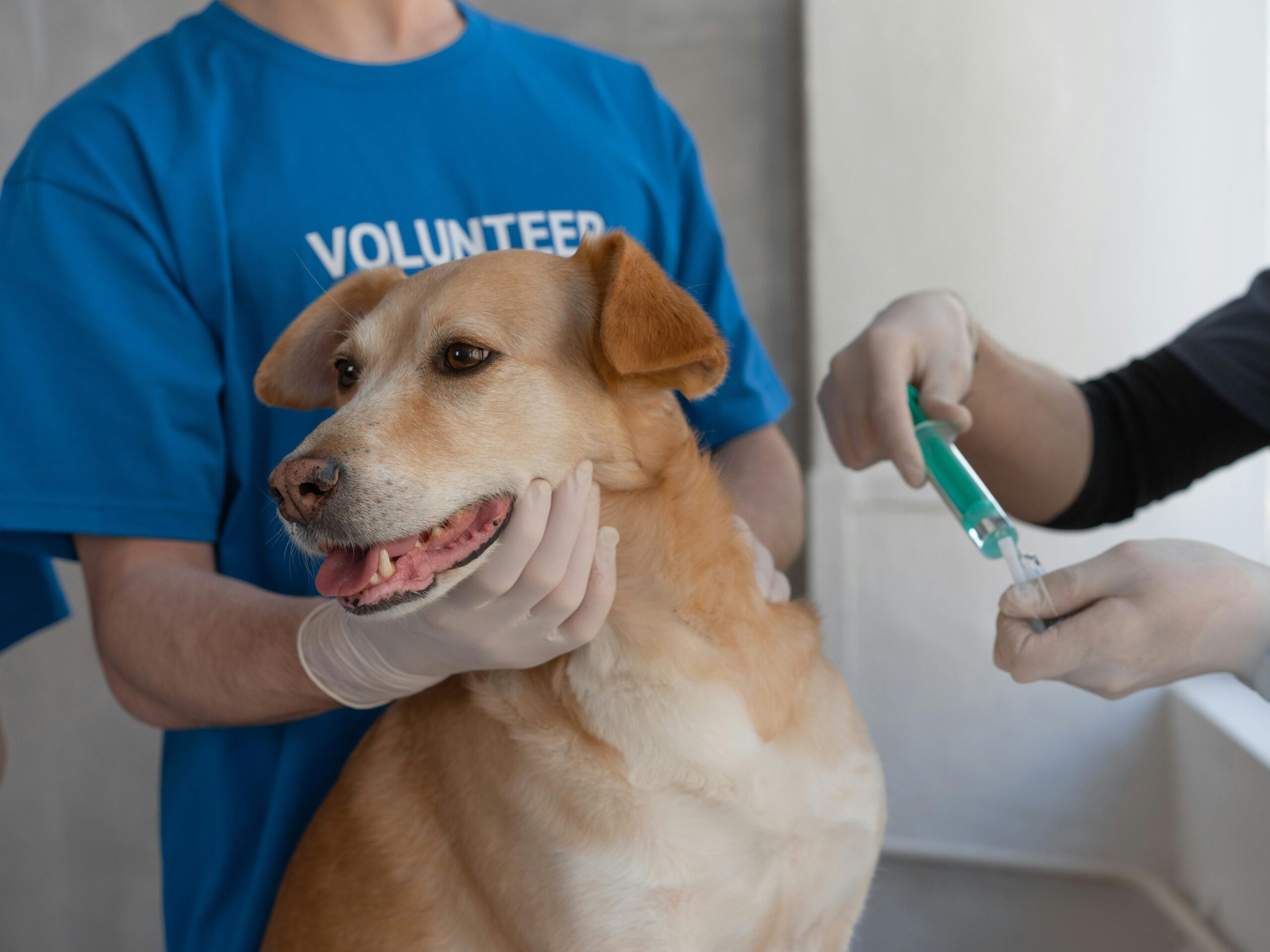 A volunteer supporting dog while a veterinarian provides care to a dog in need. 